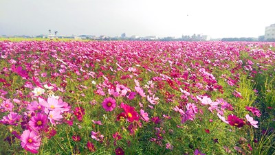 台中百花盛開   農業局邀民眾來趟花都輕旅行