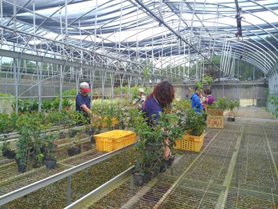 2月3日立春 南屯、后里苗圃開放市民領苗 