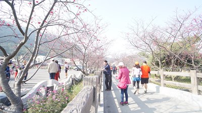 泰安櫻花季登場 中市府推「賞櫻巡迴接駁專車」