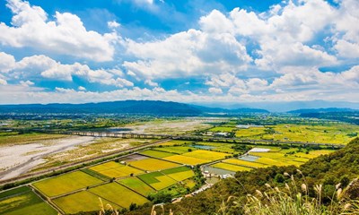 水情吃緊   中市種稻轉作變更申報延長至2月底  