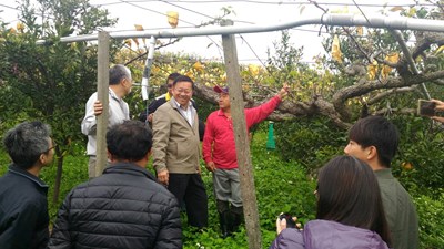 推廣國產優質梨穗   農業局舉行成果觀摩會