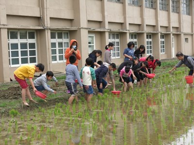 推動食農教育   學童體驗撿拾福壽螺瞭解友善防治