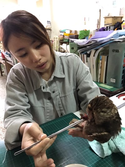 國內外青年作伙社區服務  興隆社區搶救貓頭鷹  