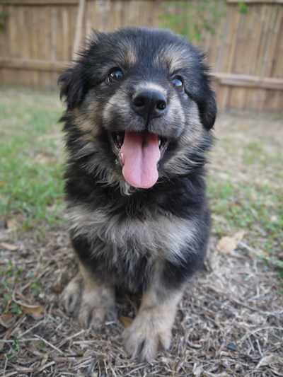 中市動保處開課    讓飼主更了解愛犬行為代表意義
