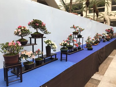 皐月杜鵑花季開展 為2018台中花博暖身