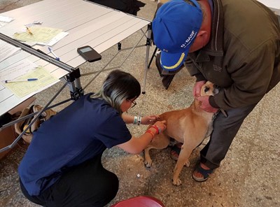 中市動保處犬貓絕育團隊深入和平區 落實狂犬病防疫及犬貓絕育工作