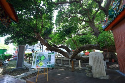 搶救茄苳樹王第三部曲 中市府打造文化生態公園