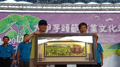 中市優質芋頭評鑑結果出爐 外埔區農友林綉錦榮獲芋頭達人