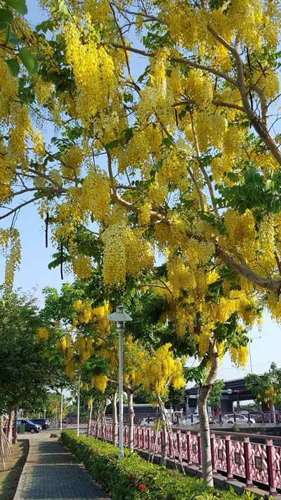 有「黃金雨」美名的阿勃勒盛開