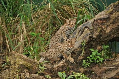 石虎(由特有生物研究保育中心提供)