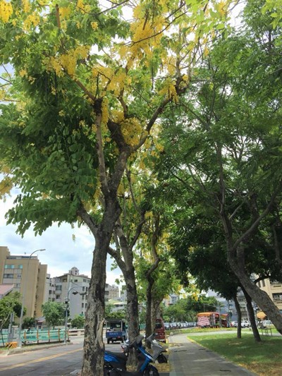 阿勃勒盛開景況