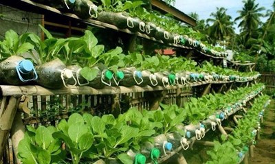 廢棄寶特瓶堆肥桶菜園.