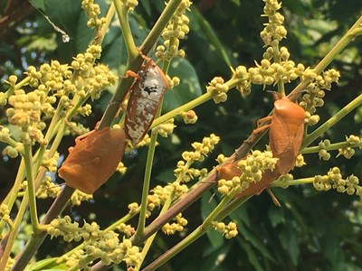 荔枝椿象吸食荔枝、龍眼等無患子科經濟作物，導致落花、落果及嫩枝枯萎而影響收成