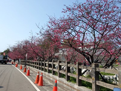 后里泰安櫻花陸續綻放 228連假賞花最佳時機