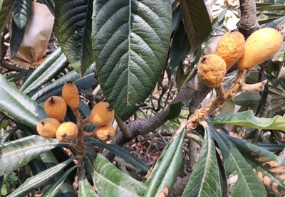 中市年初旱災枇杷農損 3:13前開放現金救助申請photo2（台中市農業局提供）