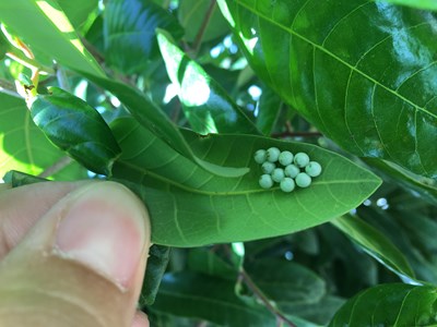 防治荔枝椿象 中市14農會即日起收購卵片