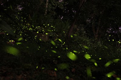 大坑生態園區螢火蟲