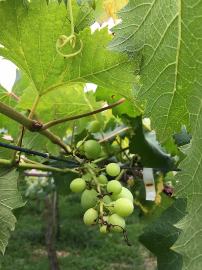 巨峰葡萄農損情形