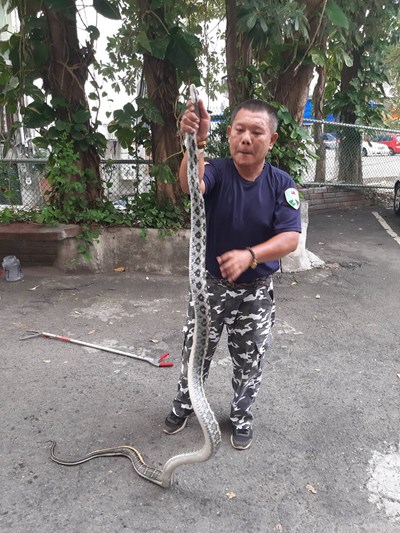 農業局委外廠商執行捉蛇作業