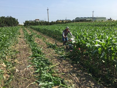 中市府「火攻」秋行軍蟲 清水玉米田啟動焚化銷毀