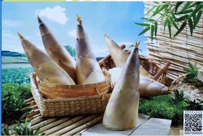 夏季蔬食好選擇 台中黃金玉冷筍專業冰水預冷保鮮處理