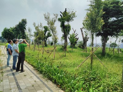 中市府與野鳥協會共同維護十四期黑翅鳶棲地