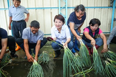 盧市長至大安洗蔥寮洗蔥 行銷優質大安蔥