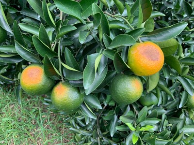 豐原等8區椪柑桶柑農損 10/7前開放現金救助申請