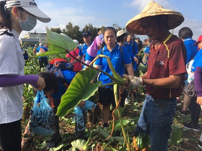 大甲芋頭產業文化節 千人體驗健行採芋趣
