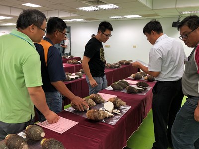 台中舉辦優質芋頭評鑑 