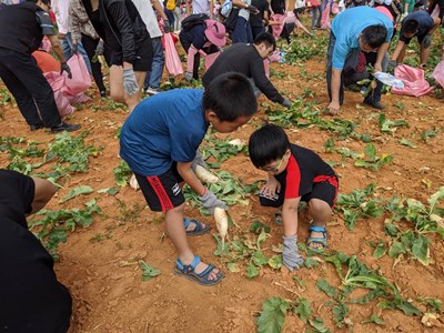 清水海風社區「好采頭採收趣」 大小朋友體驗拔蘿蔔樂趣