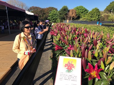 6個品種百合，近期將陸續綻放，歡迎遊客前往新社賞花。