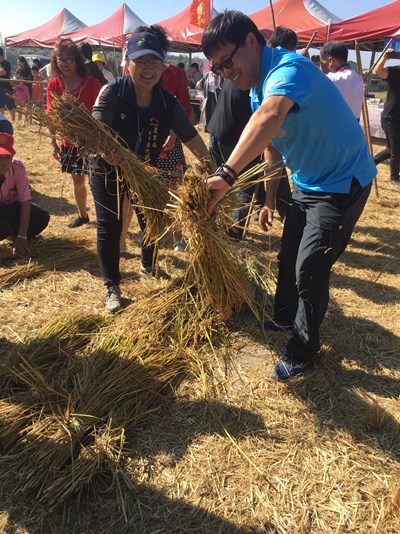 農業局主秘學習如何使用「倒吊曬稻法」