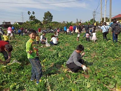 台中今(12)日在霧峰區萬豐里豐營巷路旁空地，舉辦親子拔蘿蔔收成體驗