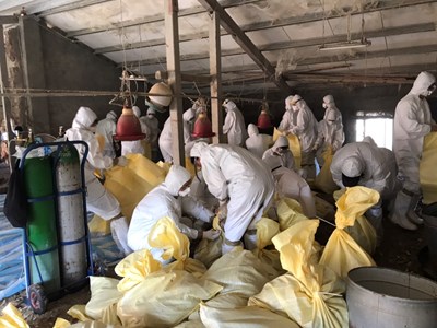 動保處啟動撲殺加強消毒監測