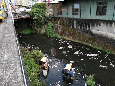 河道溶氧低造成魚群死亡 中市府迅速派員清理