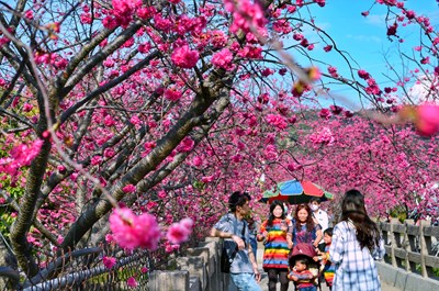 「后里泰安櫻花季」228連假開好開滿　感受百花齊放生命力