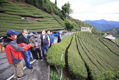 令狐副市長-農業局蔡局長等人視察茶園災損