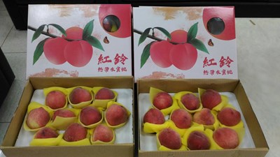 太平區農會新品種 「紅鈴水蜜桃」上市
