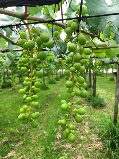 新社、石岡巨峰葡萄農損