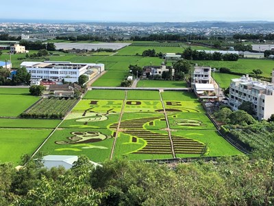 高美濕地現蹤稻田  彩繪彈塗魚、招潮蟹吸睛 