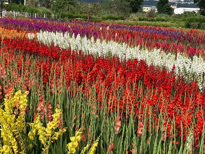 中社觀光花市業者引進不同花色品種的唐菖蒲