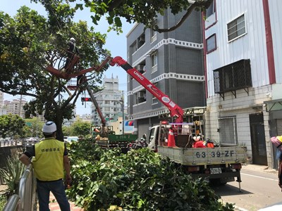 修樹指導員監督行道樹減災修剪作業