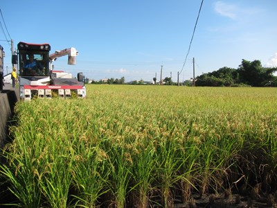 中市有機白米入校園  學童吃飯安心又健康