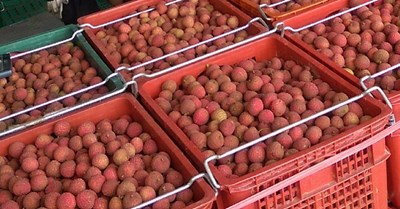 台中市政府啟動荔枝收購作業