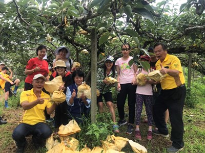 東勢受認養梨樹慶豐收   體驗採果樂趣多