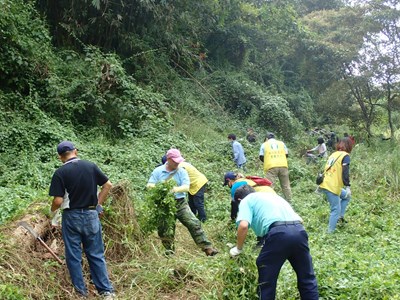 守護生物多樣性   中市移除近500公斤小花蔓澤蘭