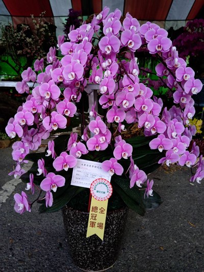 2020秋季蘭花評鑑出爐  林將凱勇奪全場總冠軍