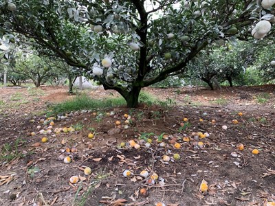 台中茂谷柑乾旱災損