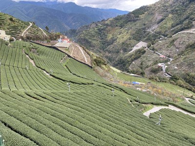 大陸冷氣團來襲  中市府提醒農民加強作物防寒